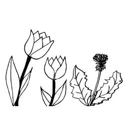 Coloring page: Tulip (Nature) #161713 - Free Printable Coloring Pages