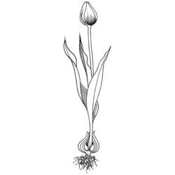 Coloring page: Tulip (Nature) #161740 - Free Printable Coloring Pages
