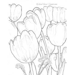 Coloring page: Tulip (Nature) #161750 - Free Printable Coloring Pages