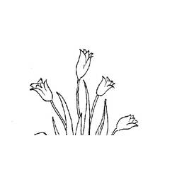 Coloring page: Tulip (Nature) #161761 - Free Printable Coloring Pages