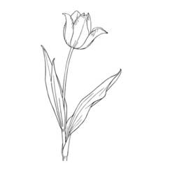 Coloring page: Tulip (Nature) #161787 - Printable coloring pages