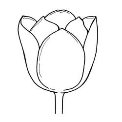 Coloring page: Tulip (Nature) #161799 - Printable coloring pages