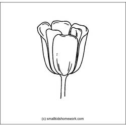 Coloring page: Tulip (Nature) #161803 - Free Printable Coloring Pages