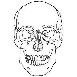 Coloring page: Skull (Objects) #204909 - Free Printable Coloring Pages